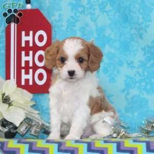 Nickolas, Cavapoo Puppy